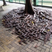 15 amazing situations when nature broke into civilization and began to dictate its rules