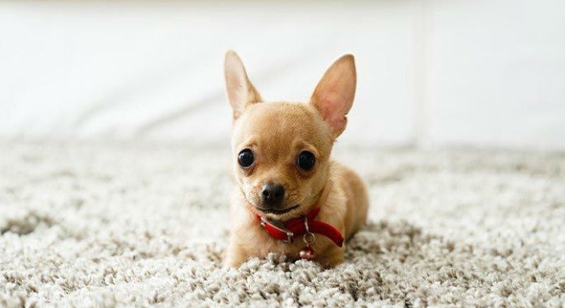 15 amazing stories of animal heroes who saved people from death
