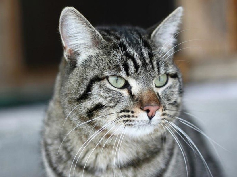 15 amazing stories of animal heroes who saved people from death