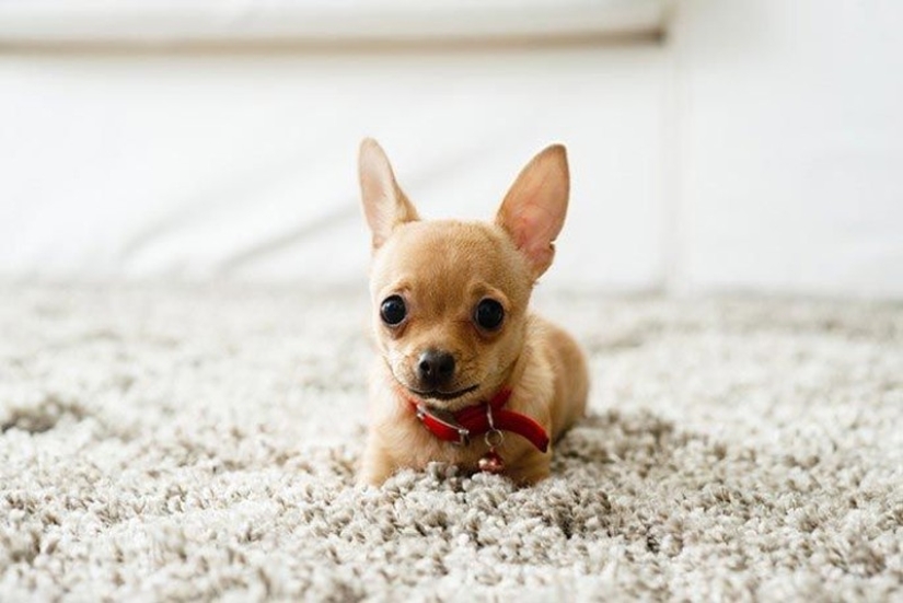 15 amazing stories of animal heroes who saved people from death