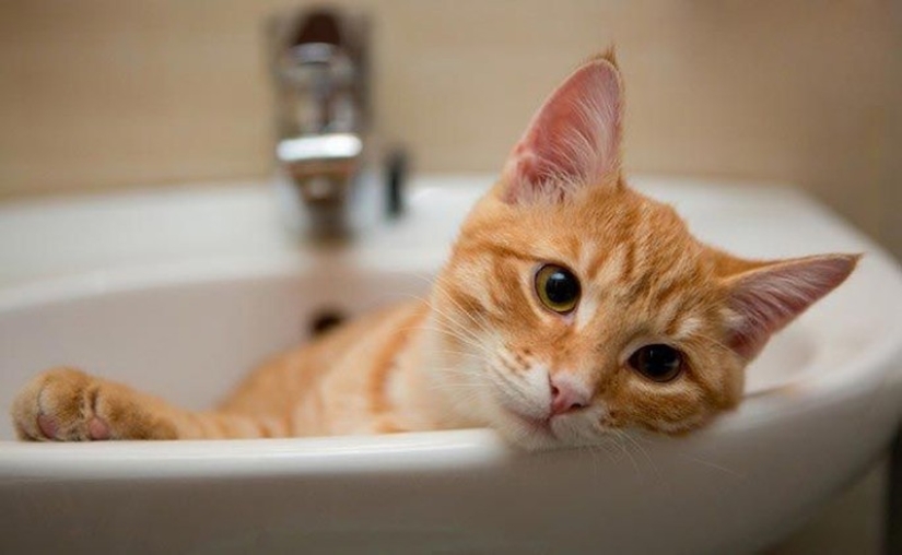 15 amazing stories of animal heroes who saved people from death