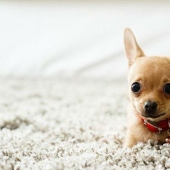 15 amazing stories of animal heroes who saved people from death 15 amazing stories of animal heroes who saved people from death