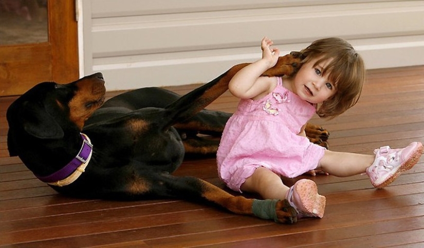 15 amazing stories of animal heroes who saved people from death