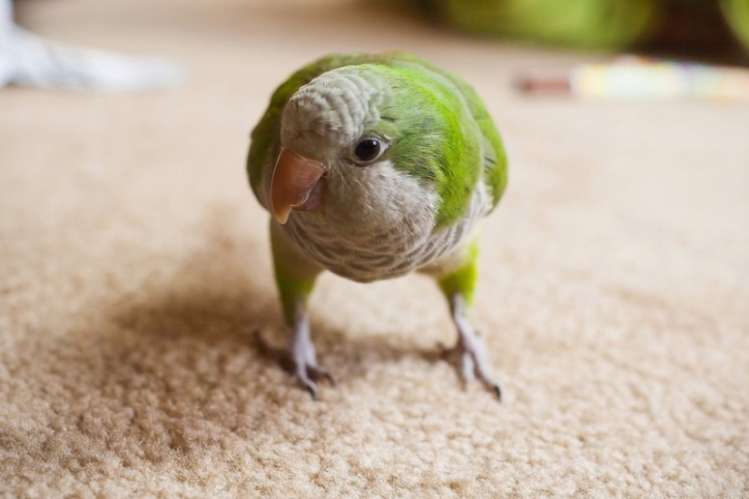 15 amazing stories of animal heroes who saved people from death
