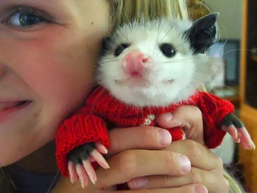 15 animales lindos aspecto en el que es difícil no sonreír