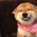 15 animales lindos aspecto en el que es difícil no sonreír 15 animales lindos aspecto en el que es difícil no sonreír
