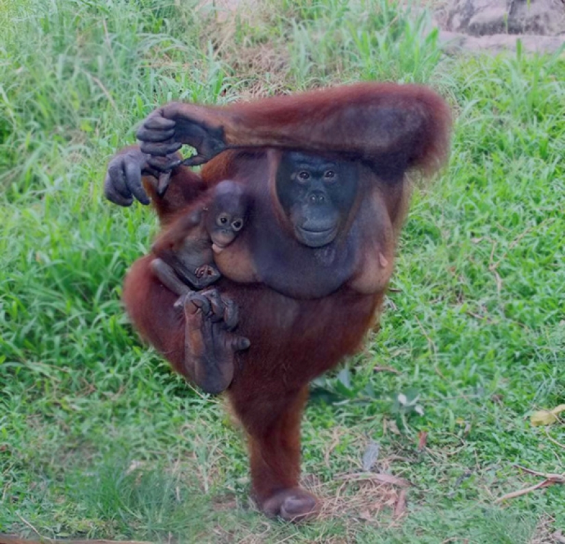 15 animales que hacen yoga más fresco que tú