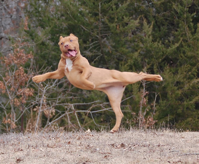 15 animales que hacen yoga más fresco que tú