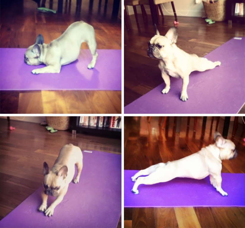 15 animales que hacen yoga más fresco que tú