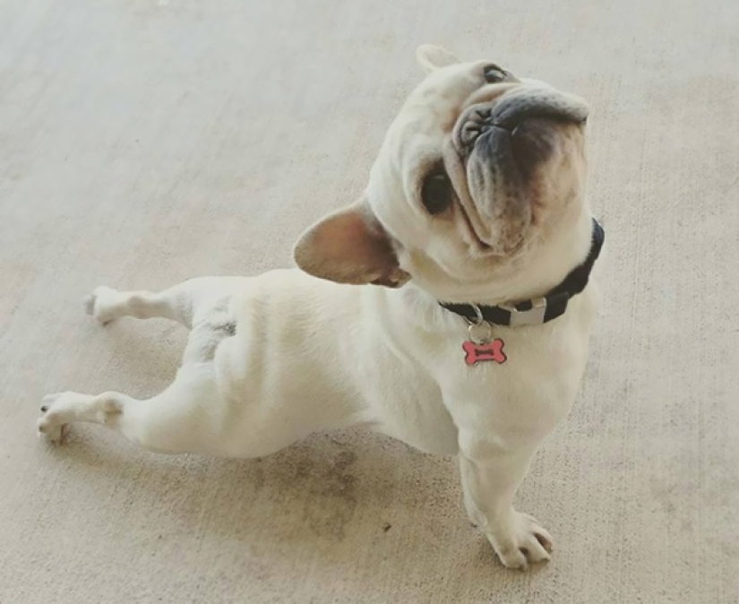 15 animales que hacen yoga más fresco que tú