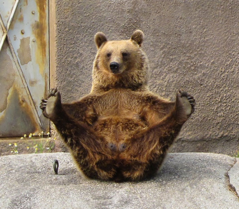 15 animales que hacen yoga más fresco que tú