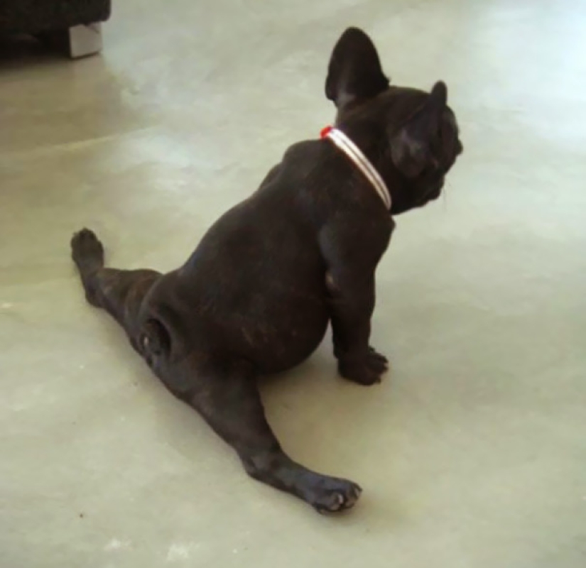 15 animales que hacen yoga más fresco que tú
