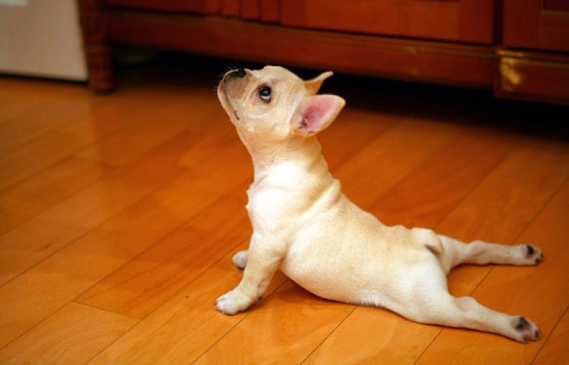 15 animales que hacen yoga más fresco que tú