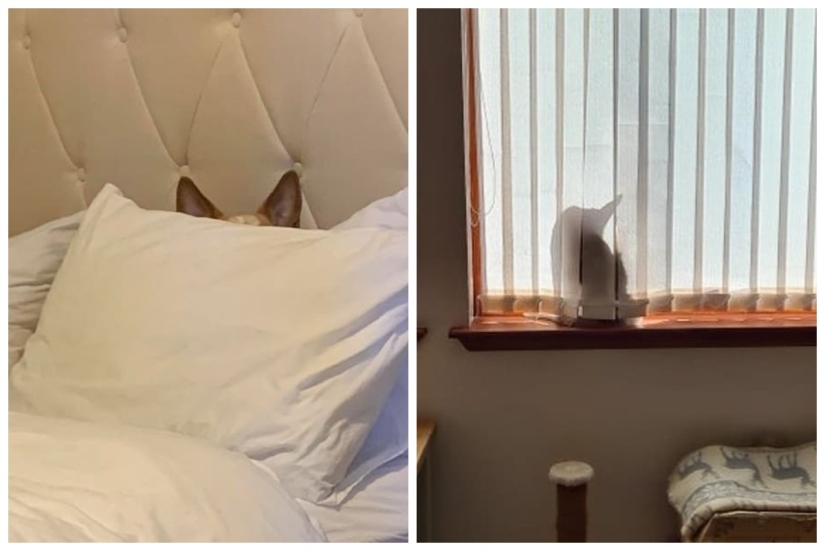 15 animales que pueden jugar al escondite mejor que muchas personas 15 animales que pueden jugar al escondite mejor que muchas personas