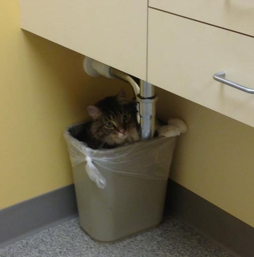 15 animales que pueden jugar al escondite mejor que muchas personas 15 animales que pueden jugar al escondite mejor que muchas personas