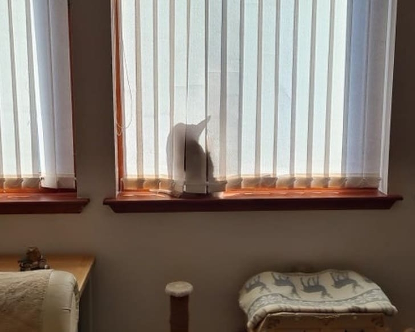 15 animales que pueden jugar al escondite mejor que muchas personas 15 animales que pueden jugar al escondite mejor que muchas personas