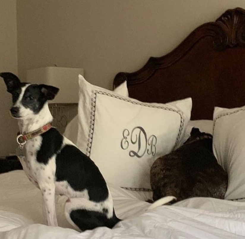 15 animales que pueden jugar al escondite mejor que muchas personas 15 animales que pueden jugar al escondite mejor que muchas personas