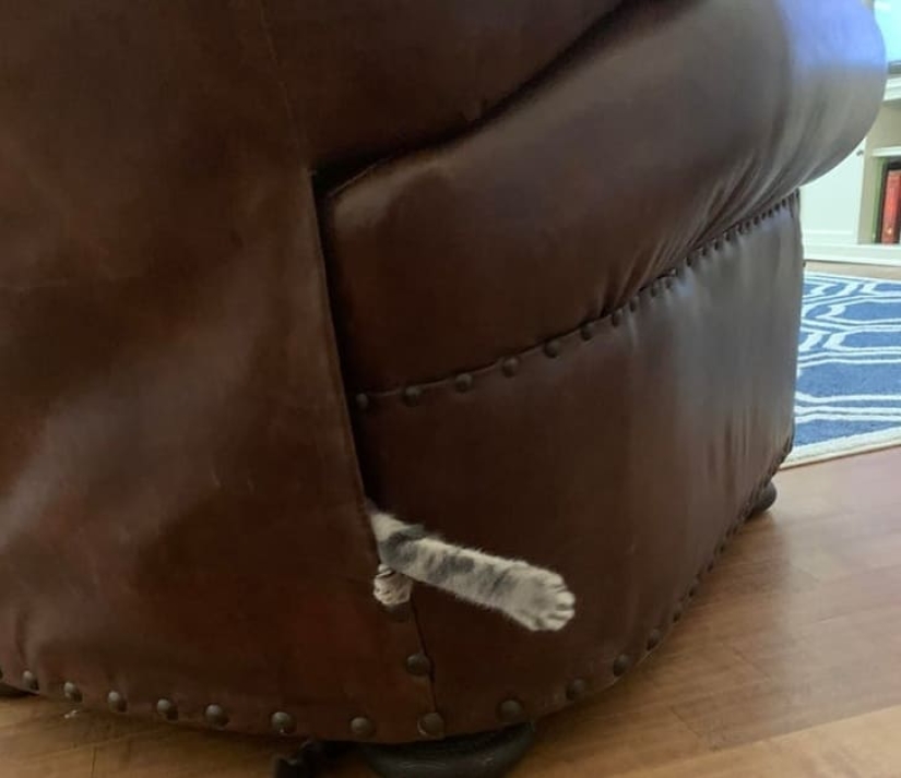 15 animales que pueden jugar al escondite mejor que muchas personas 15 animales que pueden jugar al escondite mejor que muchas personas