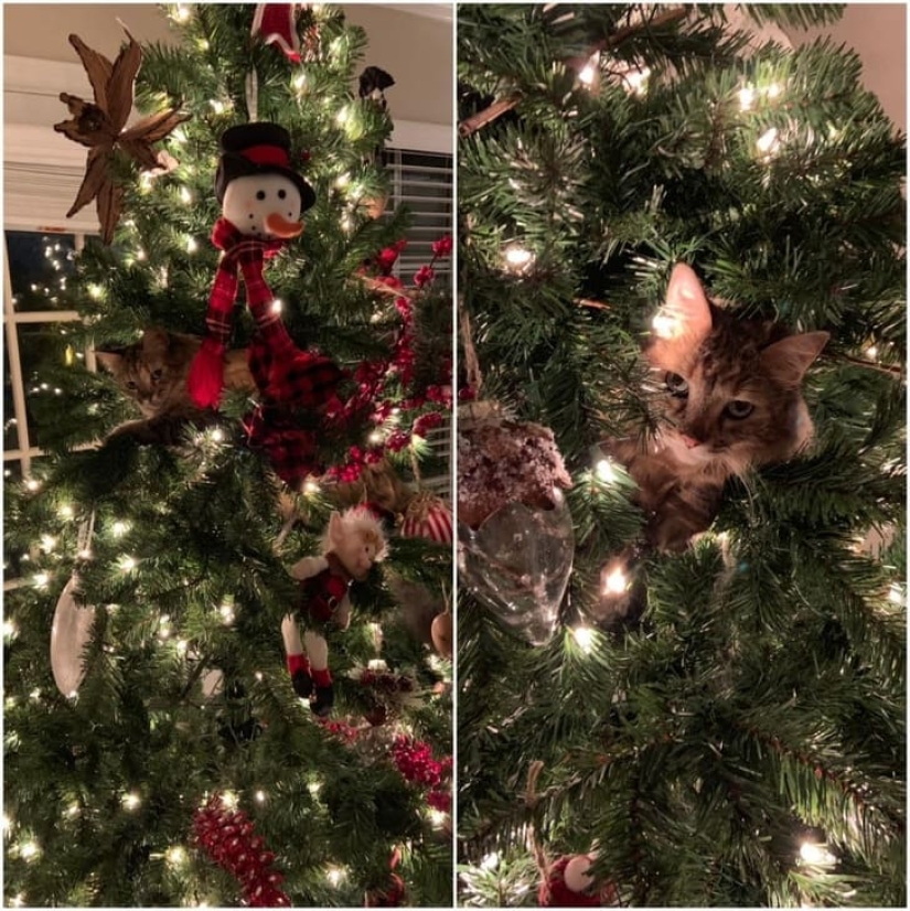 15 animales que pueden jugar al escondite mejor que muchas personas 15 animales que pueden jugar al escondite mejor que muchas personas