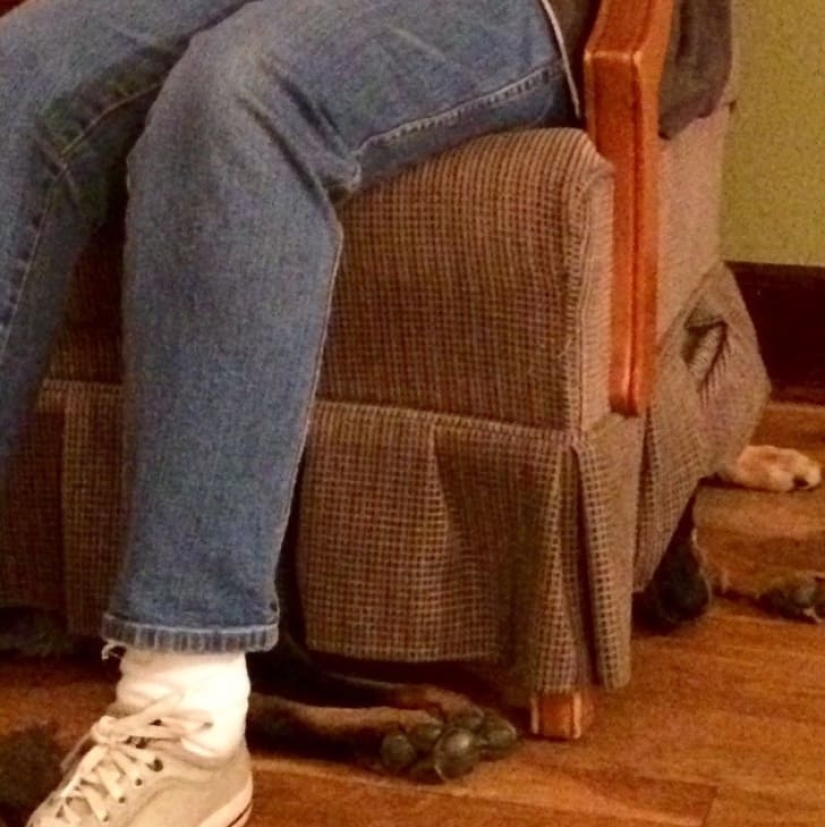 15 animales que pueden jugar al escondite mejor que muchas personas 15 animales que pueden jugar al escondite mejor que muchas personas