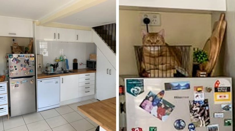 15 animals that can play hide-and-seek better than many people 15 animals that can play hide-and-seek better than many people