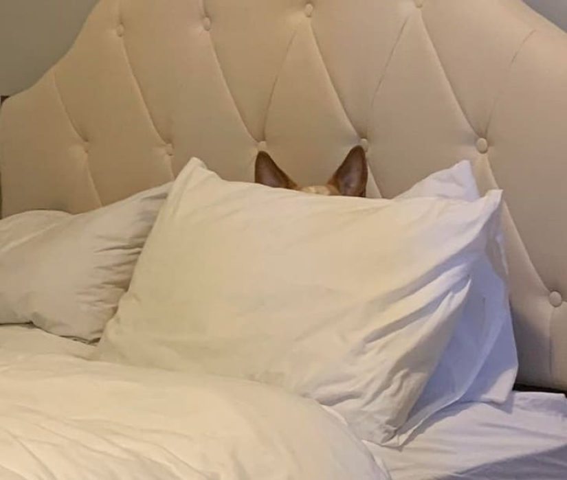 15 animals that can play hide-and-seek better than many people 15 animals that can play hide-and-seek better than many people