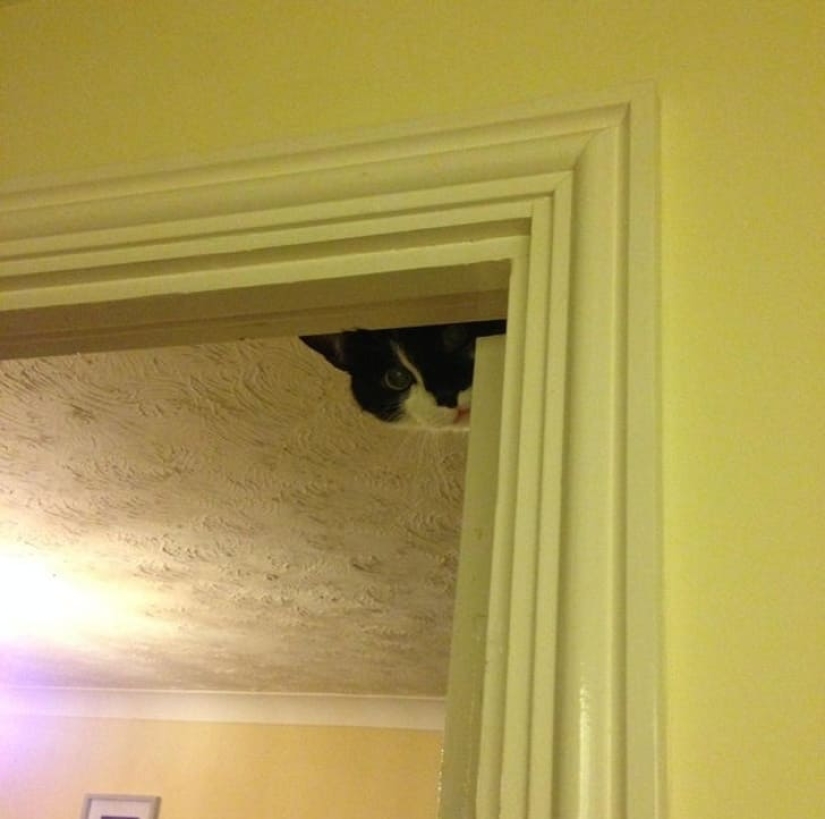 15 animals that can play hide-and-seek better than many people 15 animals that can play hide-and-seek better than many people