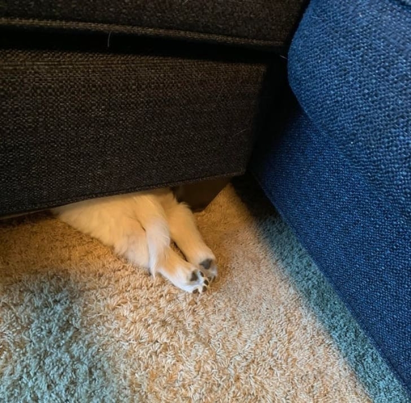 15 animals that can play hide-and-seek better than many people 15 animals that can play hide-and-seek better than many people
