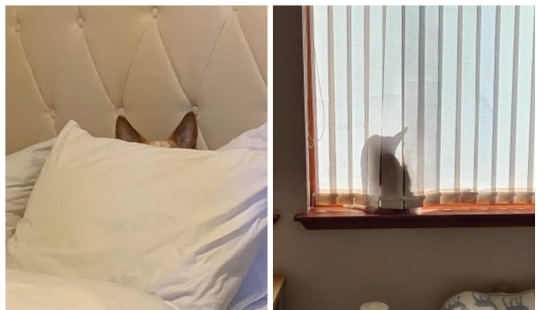 15 animals that can play hide-and-seek better than many people 15 animals that can play hide-and-seek better than many people