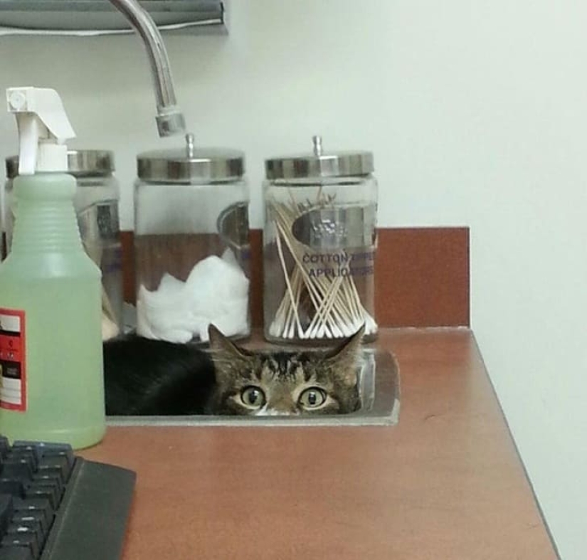 15 animals that can play hide-and-seek better than many people 15 animals that can play hide-and-seek better than many people