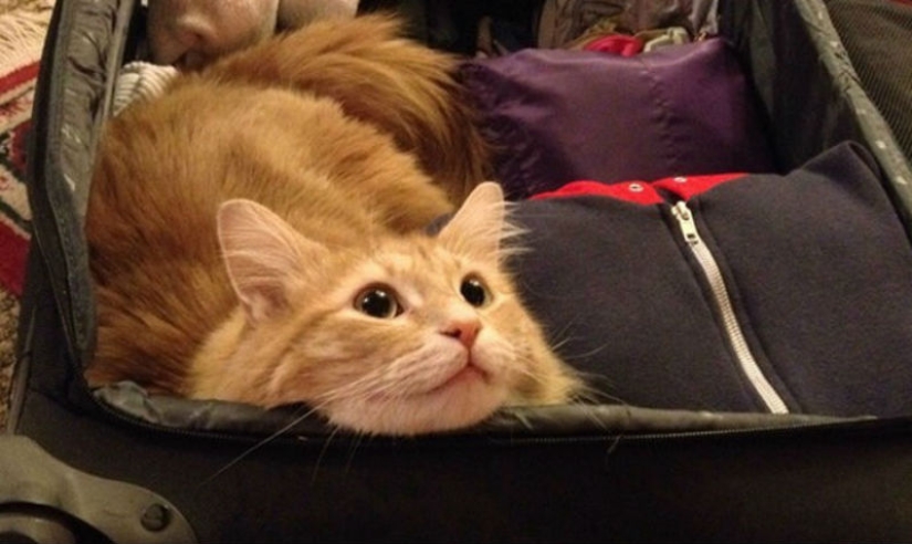 15 animals who refuse to believe that they do not take