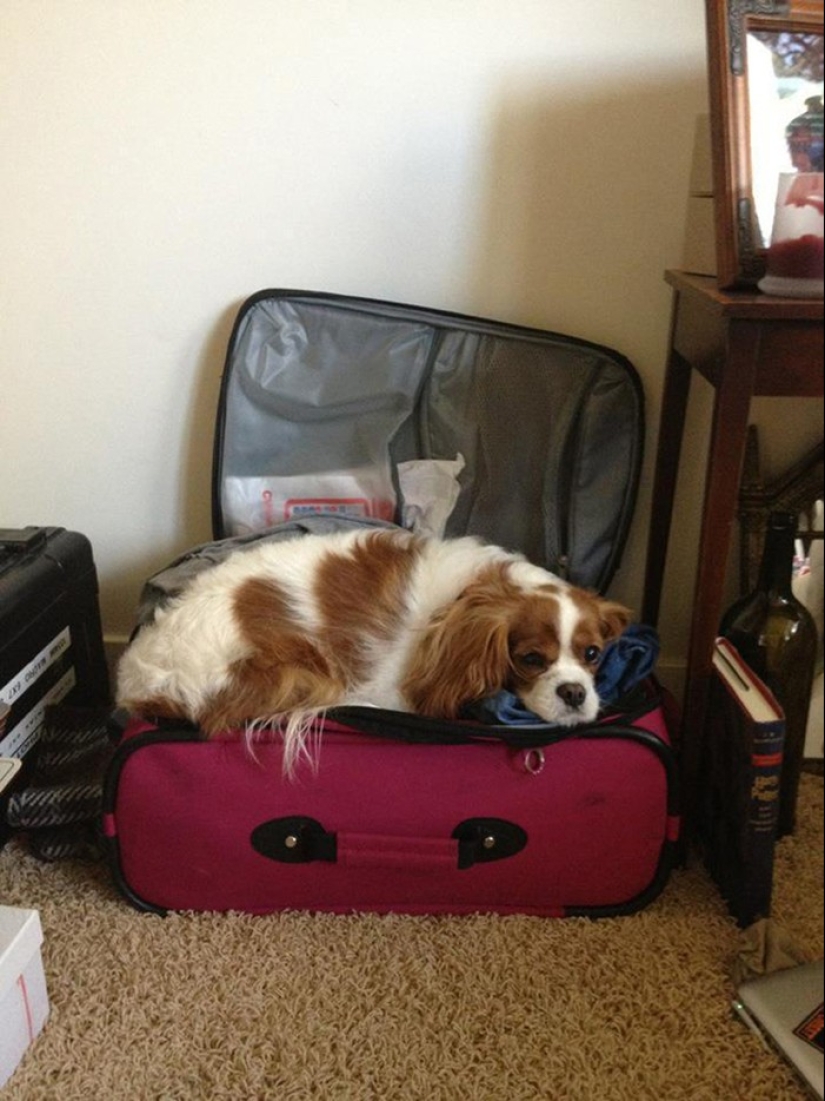 15 animals who refuse to believe that they do not take