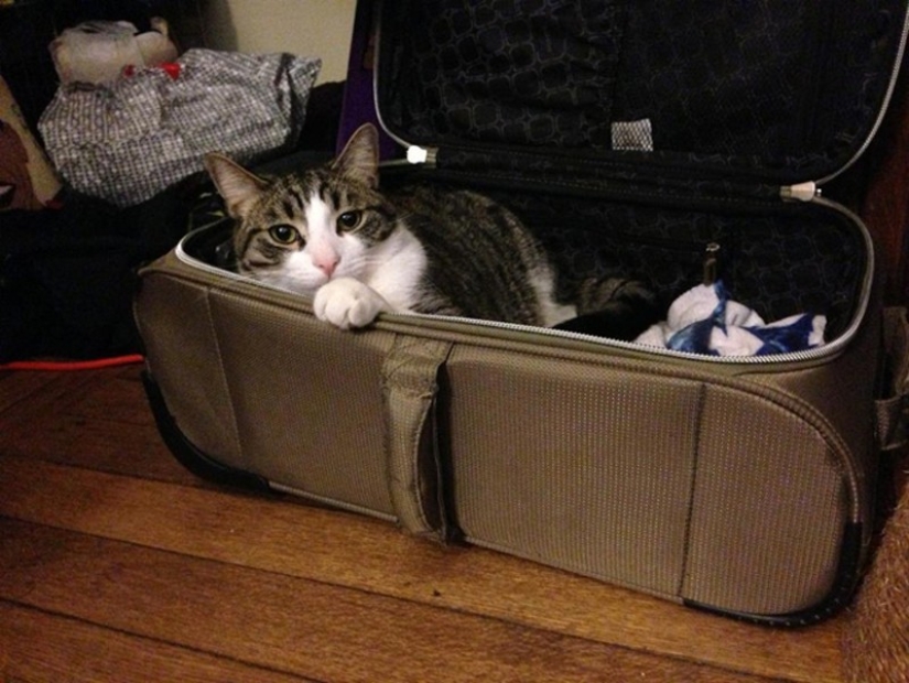 15 animals who refuse to believe that they do not take