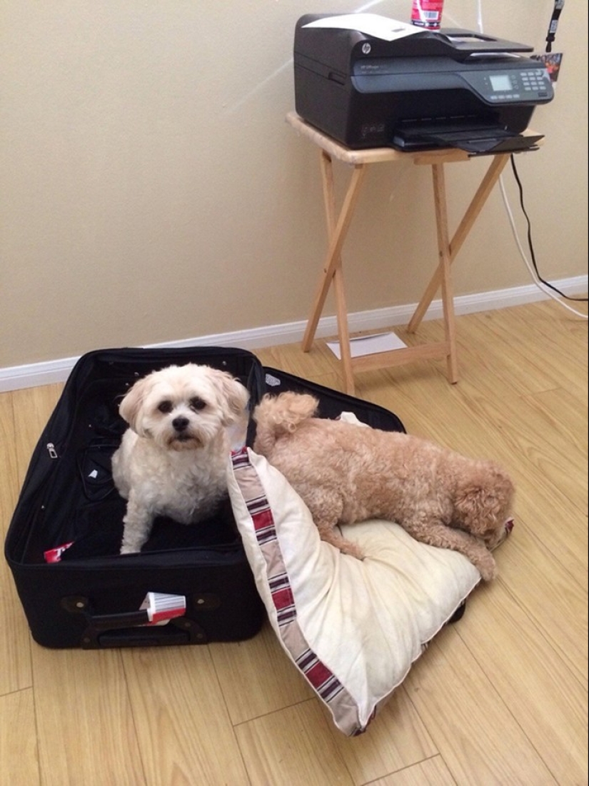 15 animals who refuse to believe that they do not take