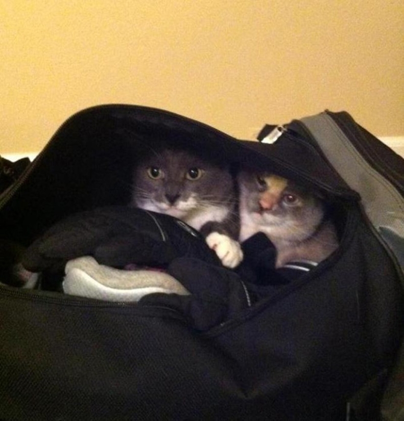 15 animals who refuse to believe that they do not take