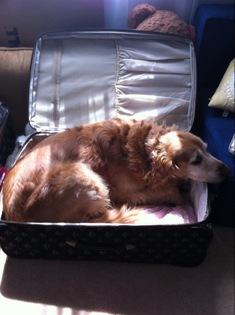 15 animals who refuse to believe that they do not take
