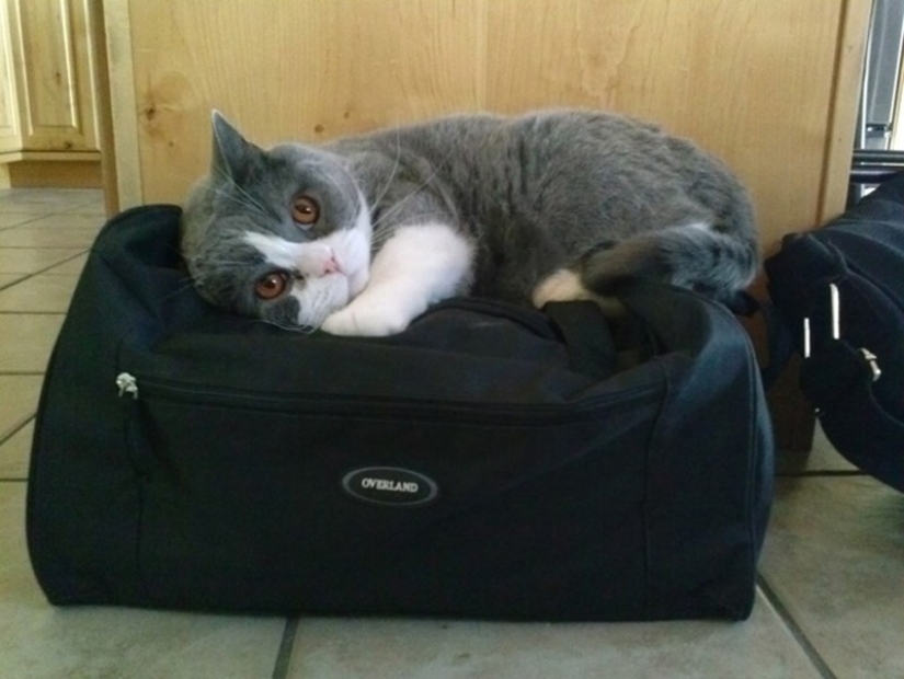 15 animals who refuse to believe that they do not take