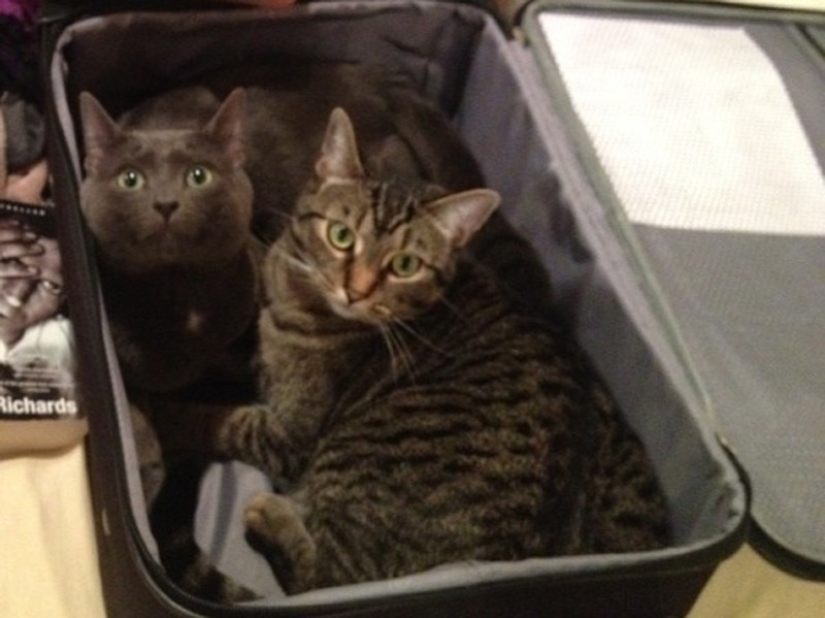 15 animals who refuse to believe that they do not take