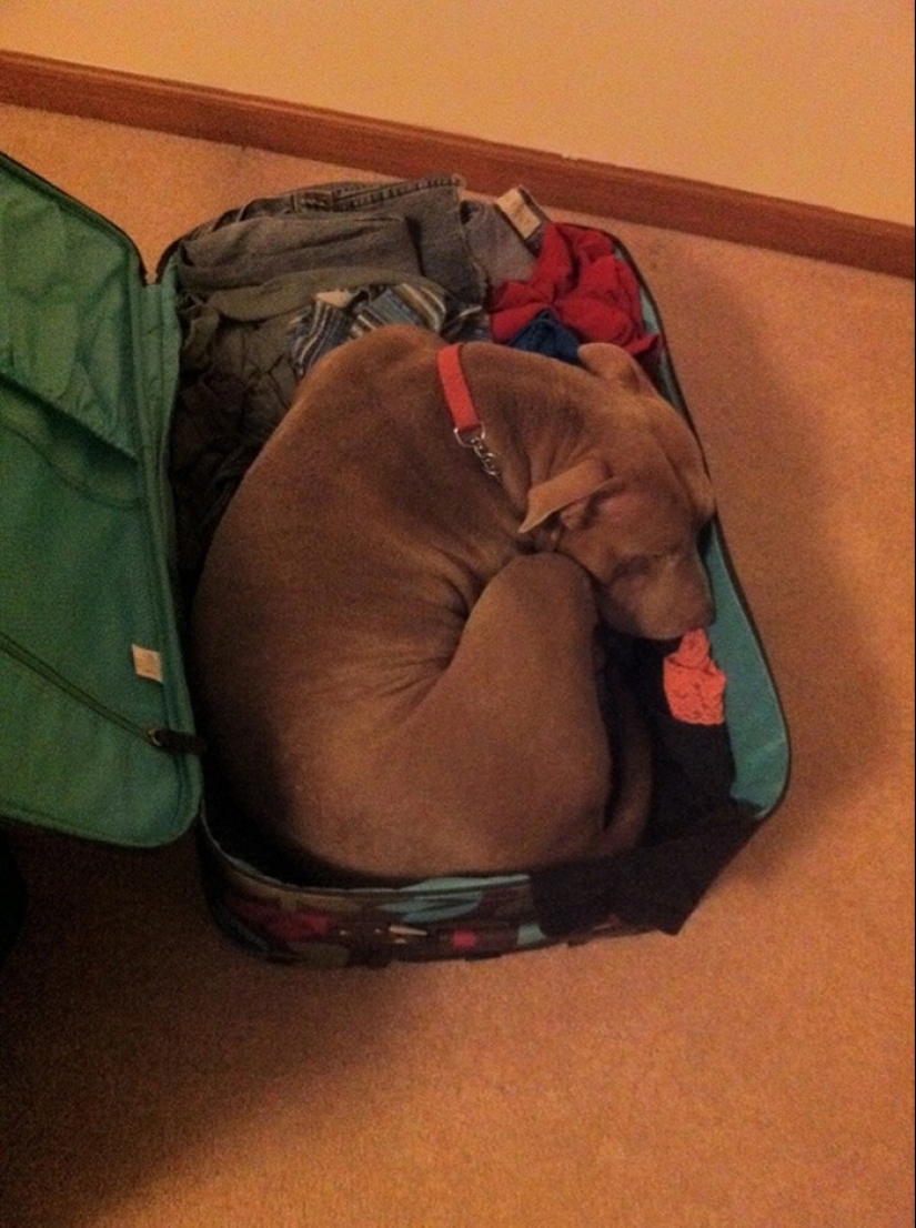 15 animals who refuse to believe that they do not take