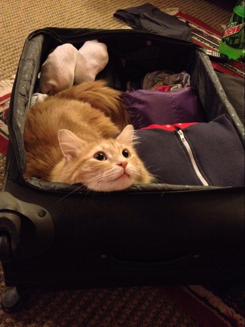 15 animals who refuse to believe that they do not take