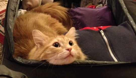 15 animals who refuse to believe that they do not take 15 animals who refuse to believe that they do not take