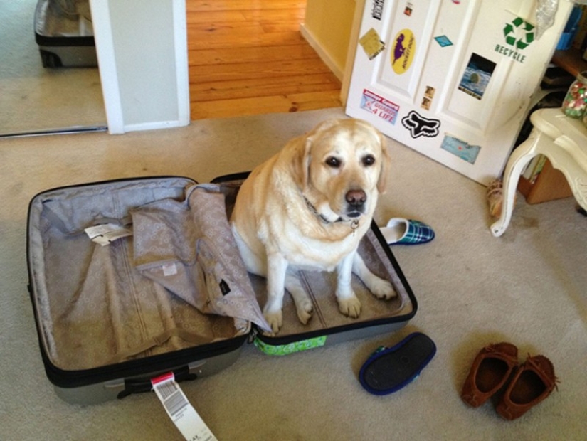 15 animals who refuse to believe that they do not take