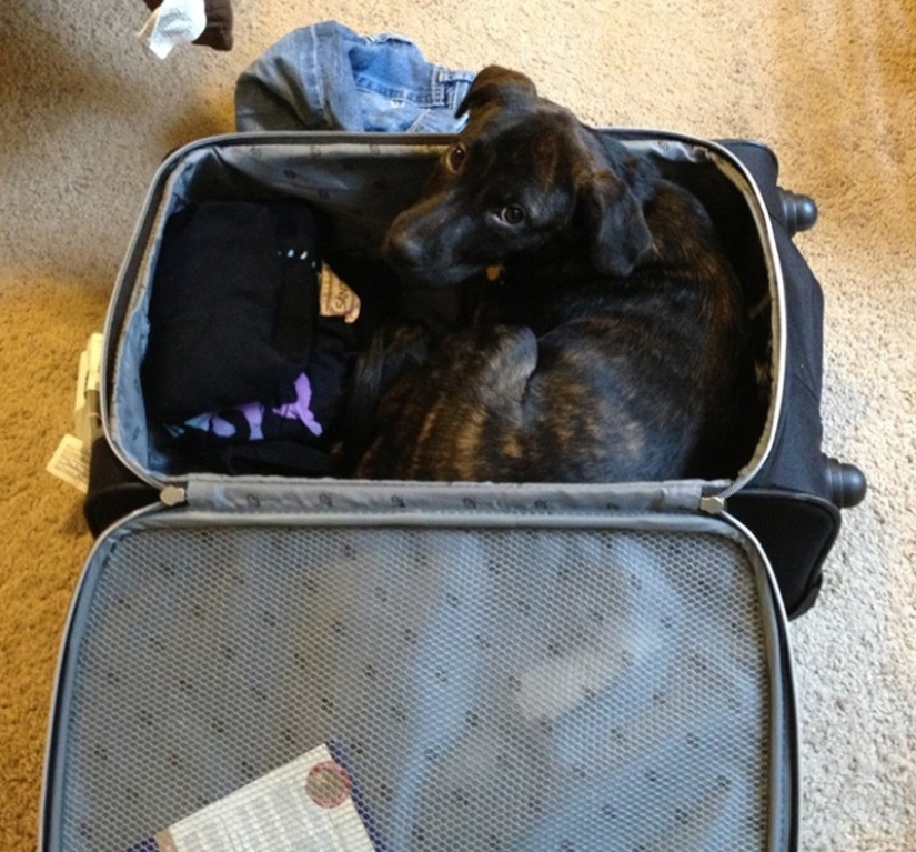 15 animals who refuse to believe that they do not take