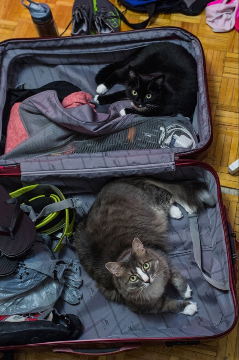 15 animals who refuse to believe that they do not take