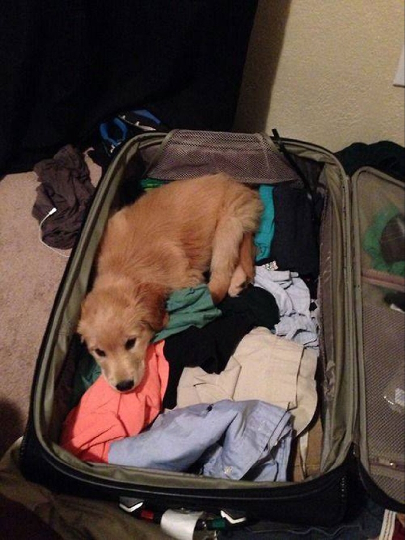 15 animals who refuse to believe that they do not take