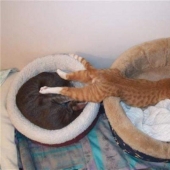 15 cats who didn't care about your logic 15 cats who didn't care about your logic