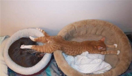15 cats who didn't care about your logic