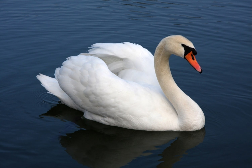 15 dangerous animals, which we consider as nice and kind