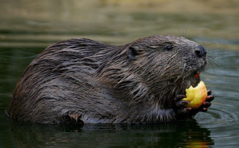 15 dangerous animals, which we consider as nice and kind