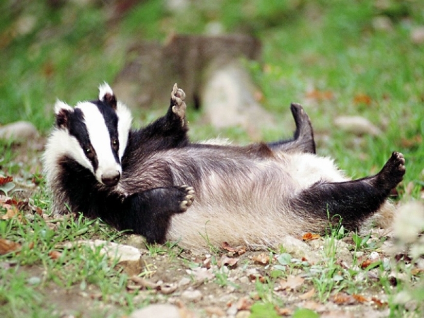 15 dangerous animals, which we consider as nice and kind